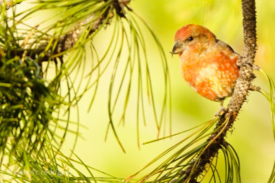 Colorful Red Crossbill