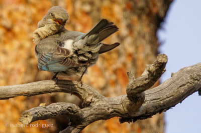 Mrs Bluebird Poses