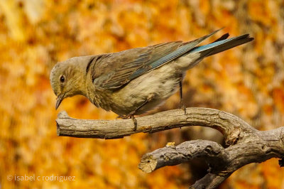 Mama Bluebird