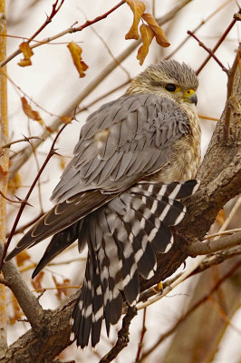 Merlin Tail Show