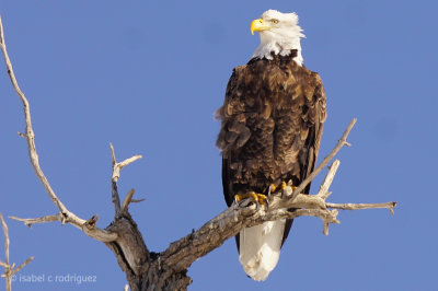 EAGLES in Colorado