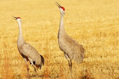 SANDHILL CRANES in Colorado