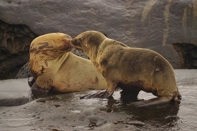 Sea Lion Kisses