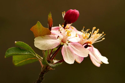 FLOWERS PLANTS