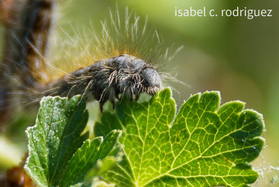 Caterpillar Closeup