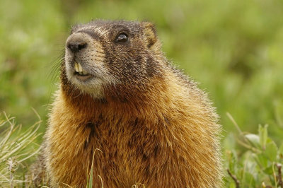 MARMOTS in COLORADO