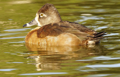 DUCKS AND GEESE in Colorado