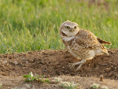 Afternoon Owl Pose