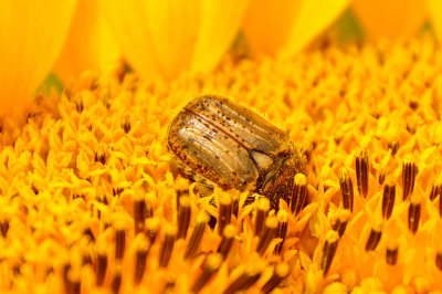 Beetle Loves Pollen