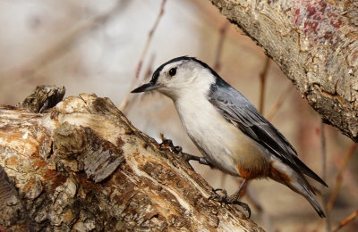 White Breasted Nuthatch