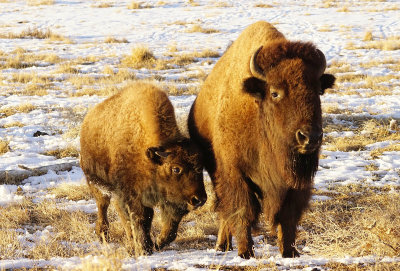 Bison Playtime