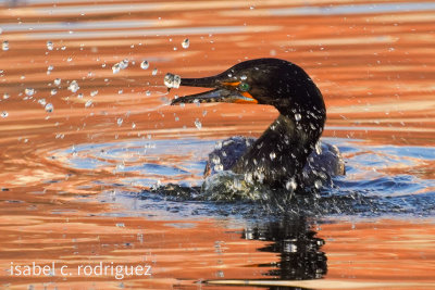 Cormorant Splashes
