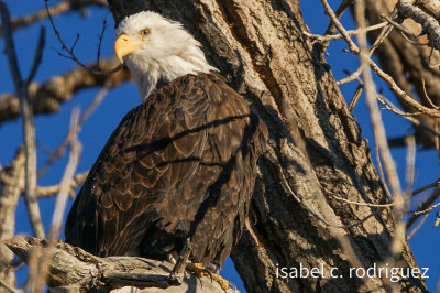 Bold Bald Eagle