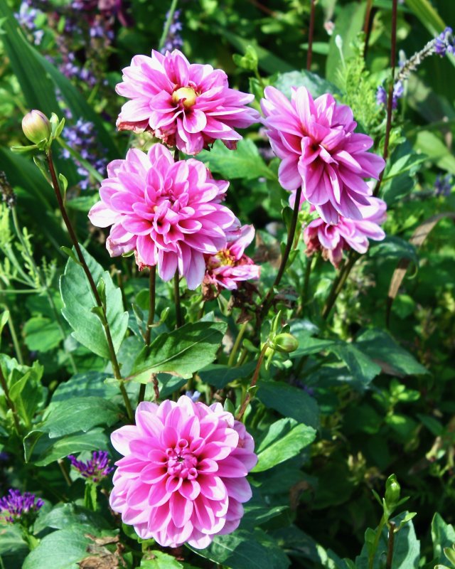 Monets Garden - 11 of 24.jpeg
