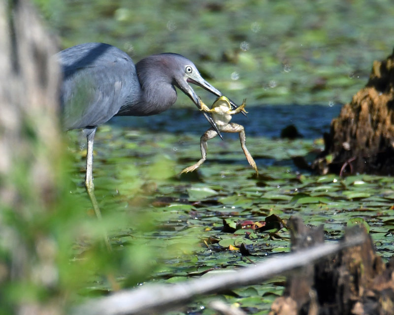 Little Blue Heron.jpg