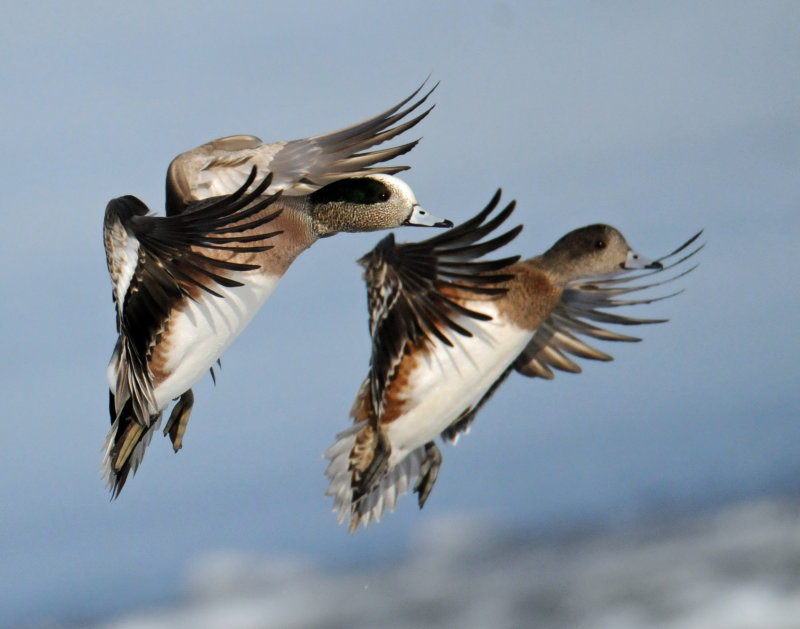 American Wigeon Pair.jpg