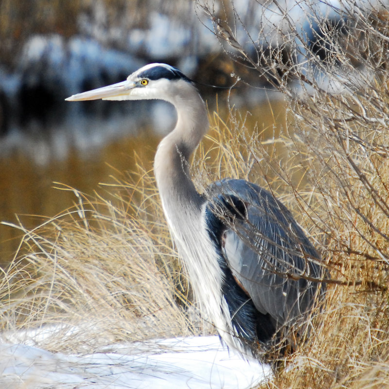 All 30+ Photos herons in winter in the frozen marsh Completed