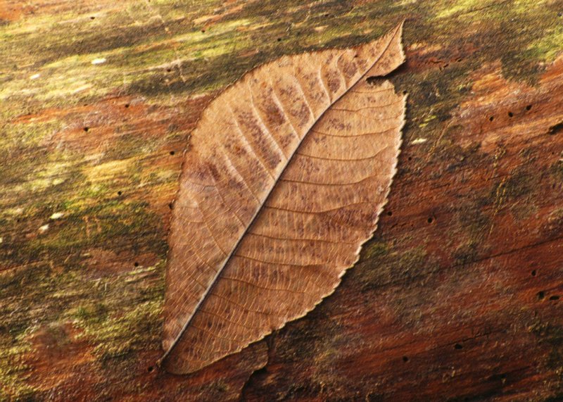 Storm Blown Leaf.tif