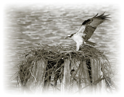 Osprey-Nest.jpg