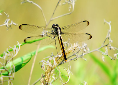 dragonfly at rest.jpg