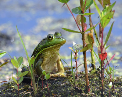 Green Frog.jpg