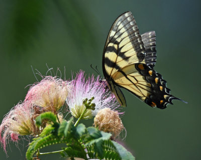 Tiger-Swallowtail.jpg