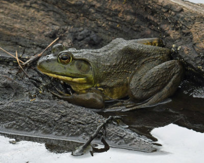 Frog Portrait.jpg