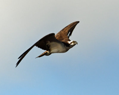 Osprey Flight.jpg