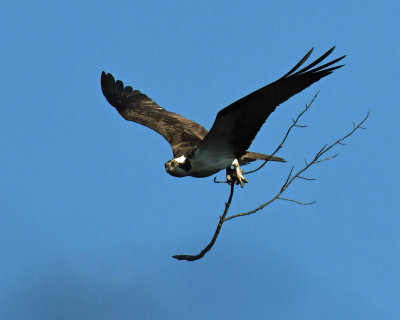Osprey Limb.jpg