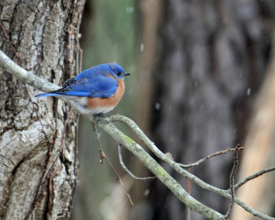 Bluebird In The Snow.jpg