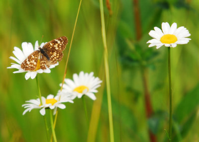 Butterfly Daisies.jpg