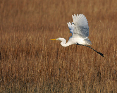 Egret in Flight.jpg