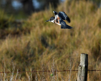 Belted Kingfisher in Flight.jpg