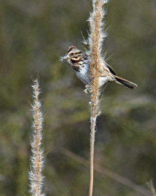 Sparrow With Fuzz.jpg