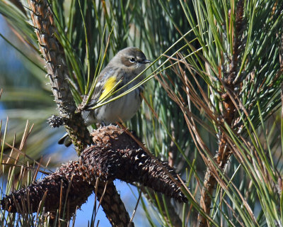 Yellow Rumped Warbler.jpg