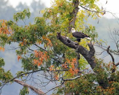 Eagle.jpg