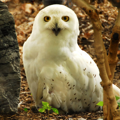 Snowy Owl (captive).jpg