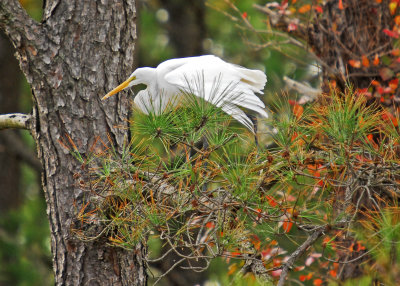 Pine Tree Egret.jpg
