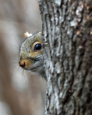 Peeping Squirrel.jpg