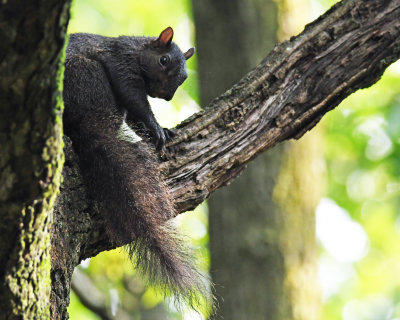 Black Squirrel.jpg