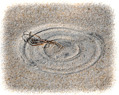 Circles in the Sand.jpg