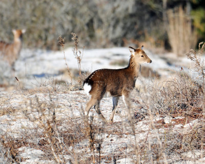 Sika Fawn.jpg