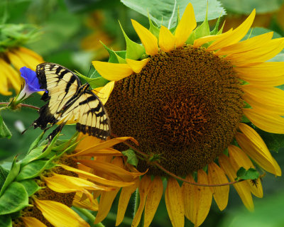 Sunflower and a tiger swallowtail.jpg