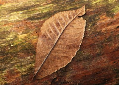 Storm Blown Leaf.tif