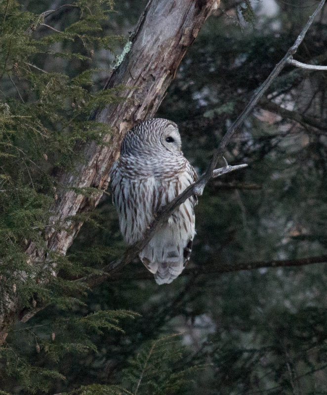 Barred Owl (<i>Strix varia</i>) profile