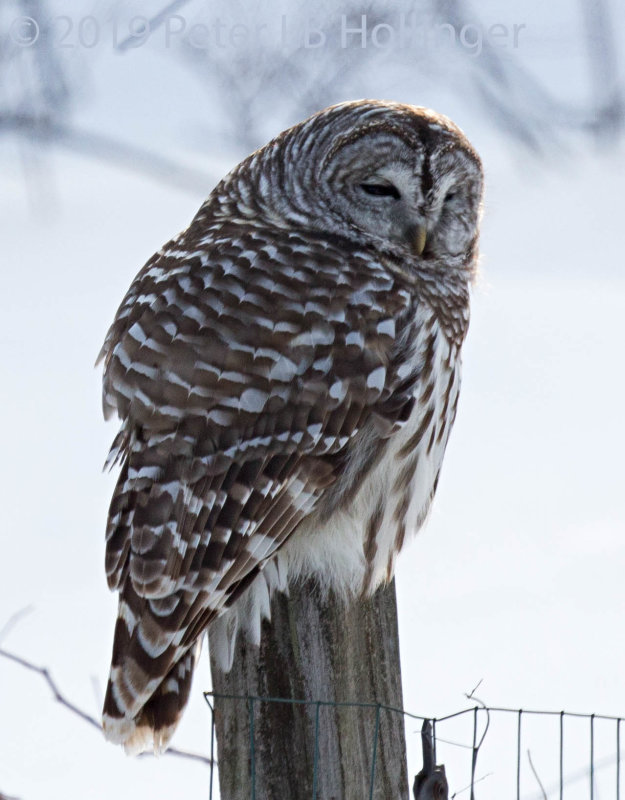 Barred Owl (Strix varia)