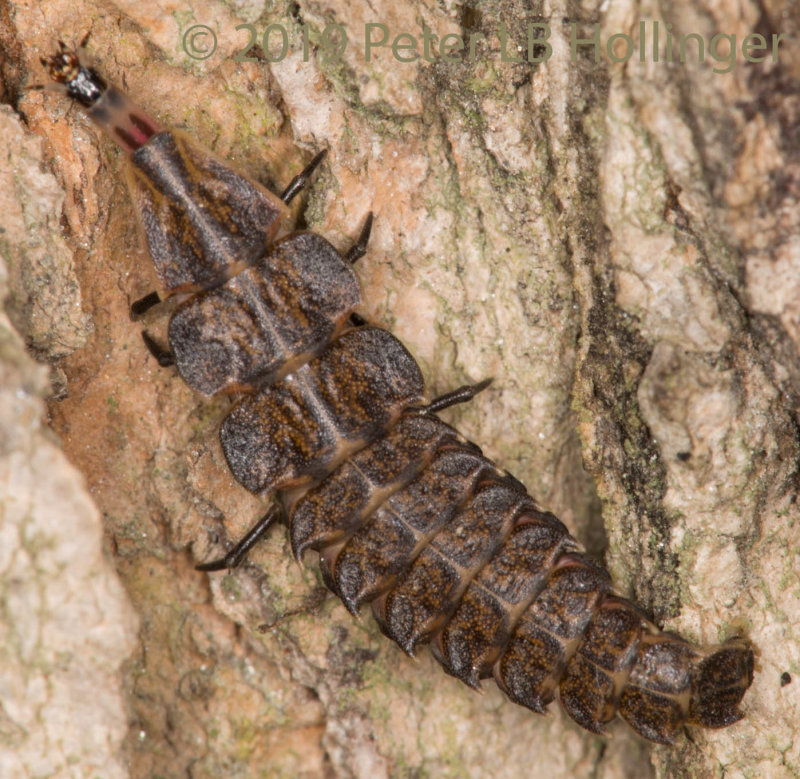 Diurnal Firefly (Ellychnia) larva