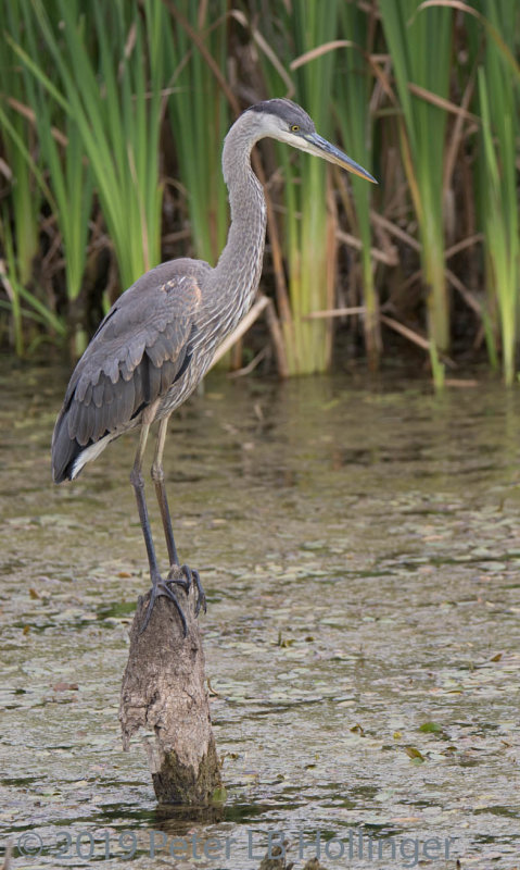 Great Blue Heron