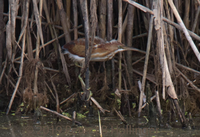 Immature Least Bittern