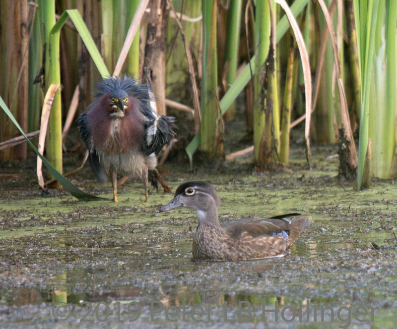 Green Heron (Butorides virescens) and Wood Duck (Aix sponsa) 